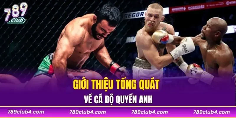 Giới thiệu tổng quát về cá độ quyền anh